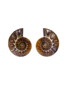 Ammoniten-Paare klein